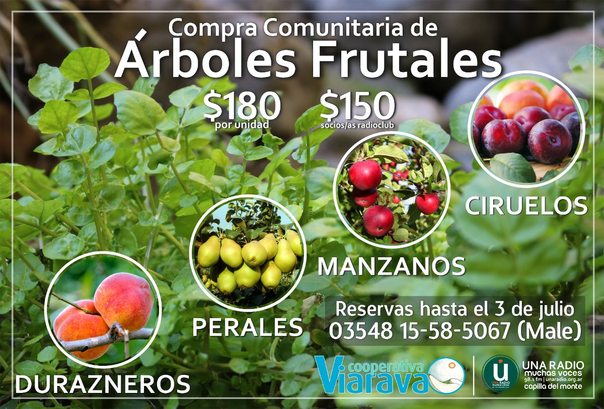 Tercera compra comunitaria de árboles frutales - CDM Noticias